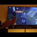 Em vídeo, gato se confunde e acha que cachorro de game é real
