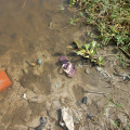 Homem é encontrado morto na beira de rio em Marechal Deodoro