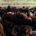 Sertão: Produtor de ovinos aumenta rebanho em mais de 10 vezes