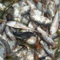 Peixes são encontrados mortos em rio de São Luís do Quitunde