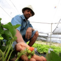 Sertão: Irrigação gera renda para agricultura familiar
