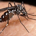 Blog do Erickson Soares: Você sabia que 215 brasileiros contraem Dengue por dia?