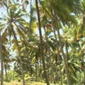 Produção de coco em Alagoas cai 50%, dizem produtores