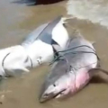 Três tubarões são capturados por pescadores no Pontal do Peba
