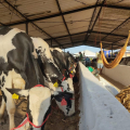 Produtores de leite comemoram equilíbrio do preço e liberação de crédito