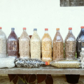 Aquisição de sementes crioulas estimula produção na agricultura familiar em AL