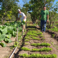 Seagri-AL distribui kits de irrigação em Arapiraca nesta sexta (18)