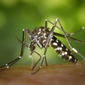 Nordeste apresenta menor incid锚ncia de dengue do pa铆s