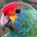 Ameaçados de extinção: 60 papagaios serão reintroduzidos na natureza