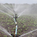 Governo de AL assina OS para perímetro de irrigação em São José da Tapera