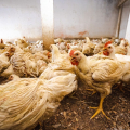 FPI interdita abate clandestino de aves em Canapi