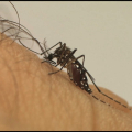 Brasil pode registrar até 4,2 milhões de casos de dengue em 2024