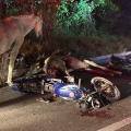 Motociclista morre após colidir com cavalo na BR 316 em Santana do Ipanema