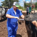 Alagoas inicia protocolo de inseminação artificial de bovinos do Mais Pecuária BR