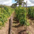 Ações de pesquisa fortalecem cultivo de abóbora e inhame em Alagoas