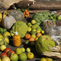 Programa estimulará produção sustentável de alimentos em áreas urbanas