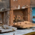 Apicultura pode ajudar a combater a diminuição de abelhas no planeta