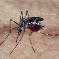 Dengue: Norte, Centro-Oeste e Sudeste têm desaceleração de casos