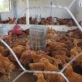 Produção de ovos caipira anima cooperativa em São José da Tapera