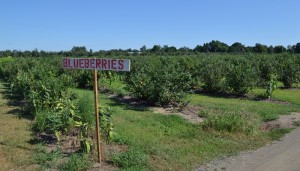 O mirtilo é natural da América do Norte, onde é denominado blueberry. Para seu cultivo, é necessário que as temperaturas estejam abaixo de 7,2°C. (Foto: Gustavo Aquino)