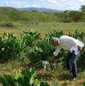 Estudo pode gerar dividendos positivos para pequenos produtores do Semiárido (Foto: Vinicius Rocha / Agência Alagoas).